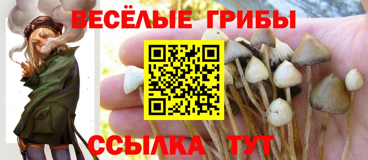 где купить наркотик  Вход с VPN  Псилоцибиновые грибы Cubensis  Павлово  Галлюциногенные грибы мухоморы 